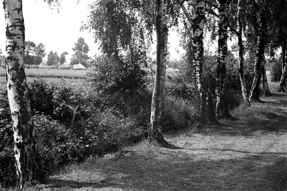 Berkenlaan, Bestanddeelnr 170-0082