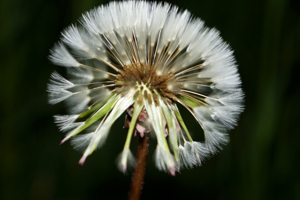 Dandelion natural flowers