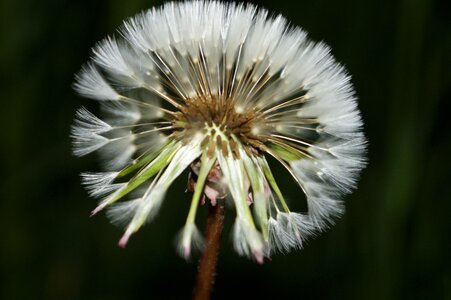 Dandelion natural flowers photo