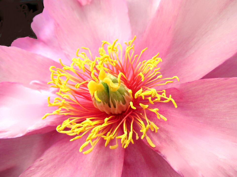 Park gardens pink nature