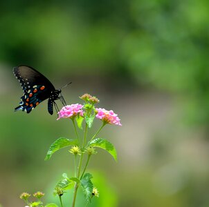 Papilio wings summer photo