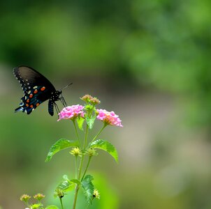 Papilio wings summer