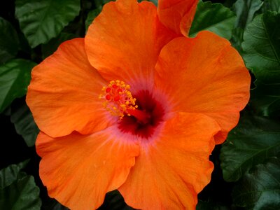 Tropical houseplant not winter-hardy