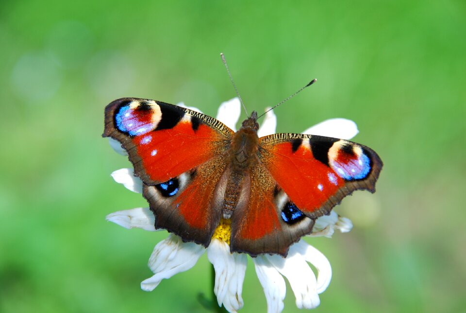 Red coloured nature