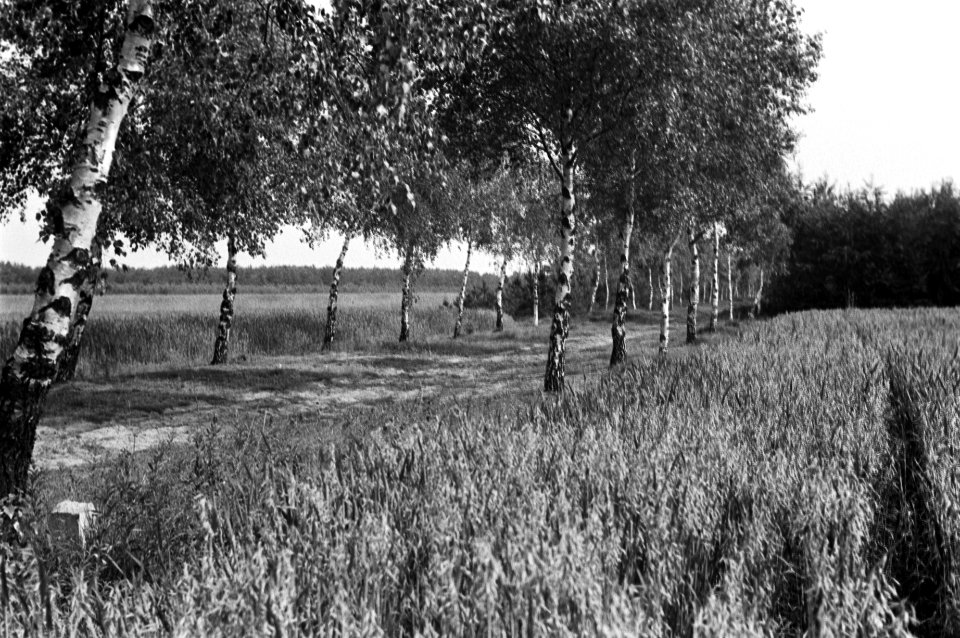 Berkenlaan, Bestanddeelnr 170-0077
