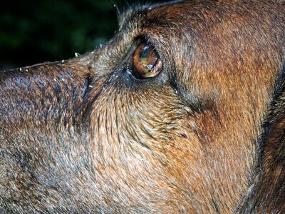 Dear friend dog look