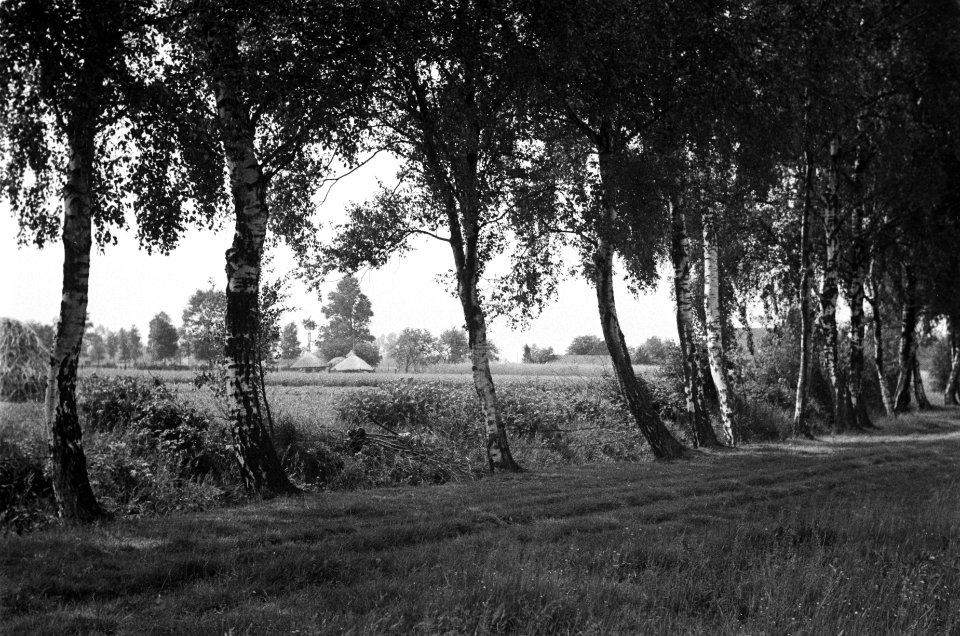 Berkenlaan, Bestanddeelnr 170-0081