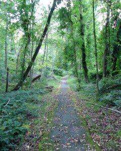 Berkeley Heights NJ path through woody area