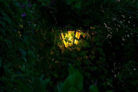 Lamp vegetation dusk
