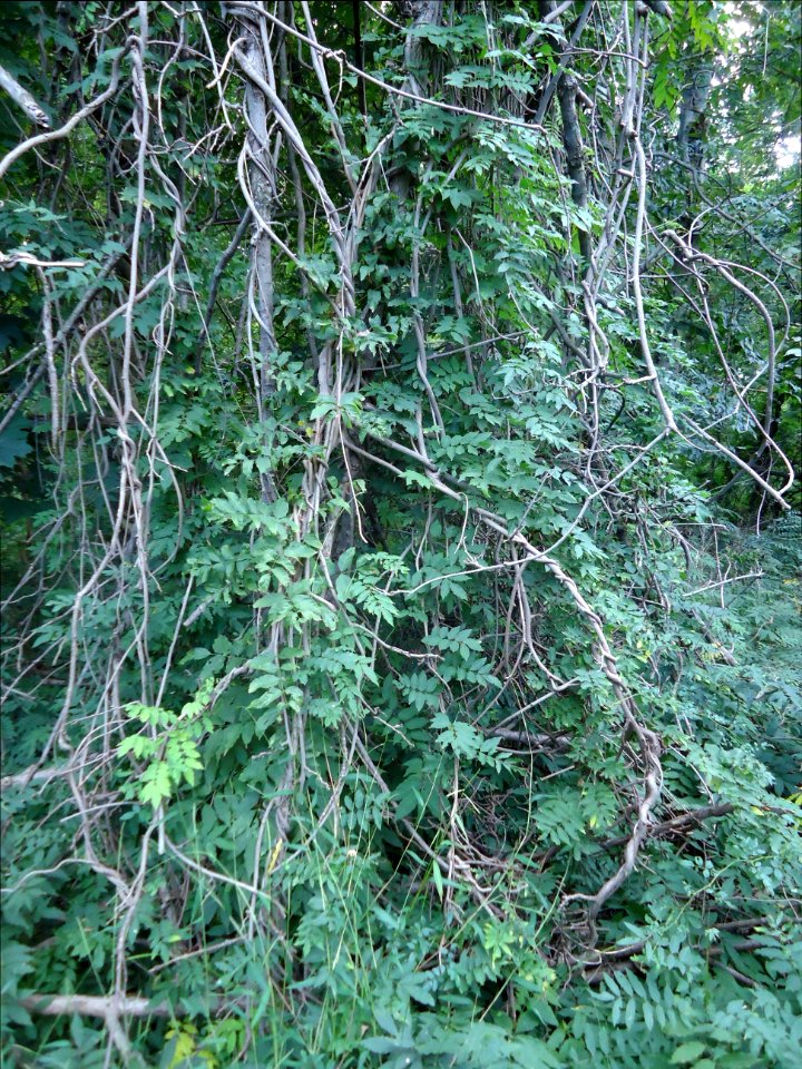 Berkeley Heights NJ vines in woods near path
