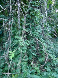 Berkeley Heights NJ vines in woods near path photo