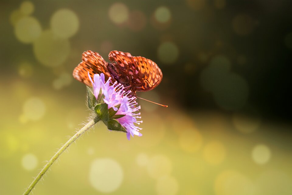 Flight insect animal flower