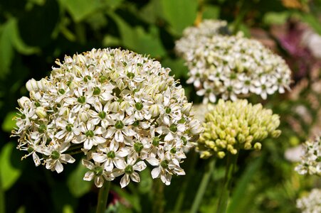 Bloom nature schnittblume
