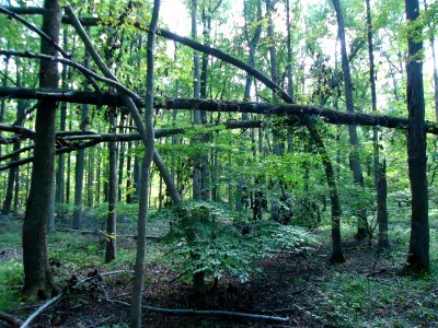 Berkeley Heights NJ forest scene with tree horizontal