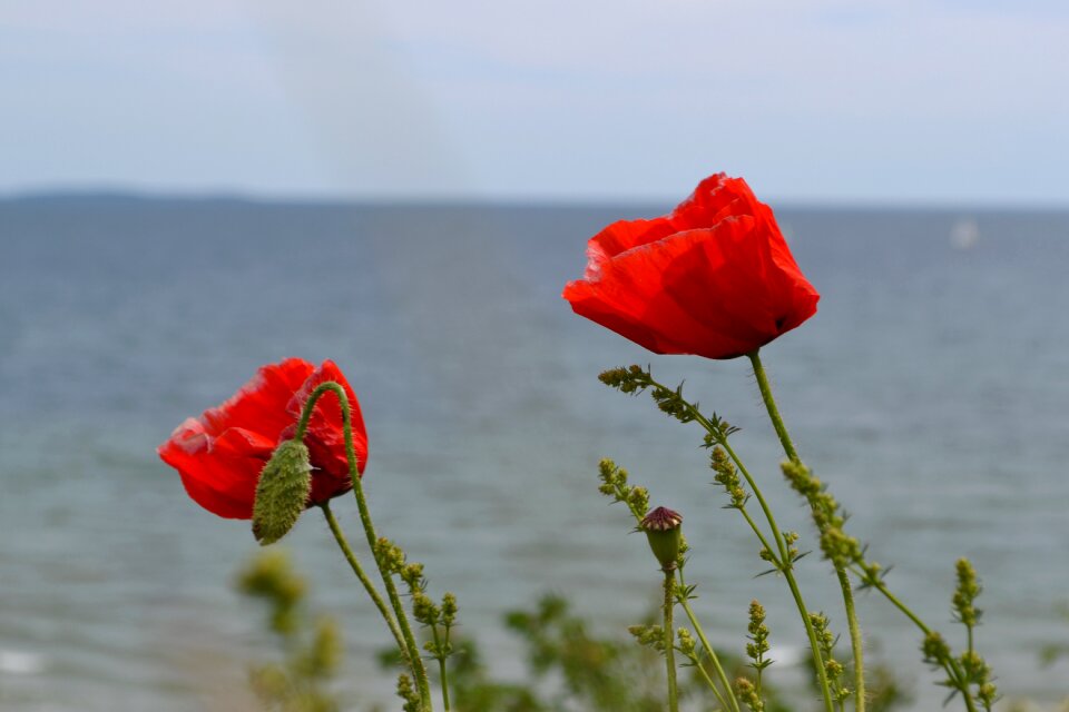 Flower nature landscape