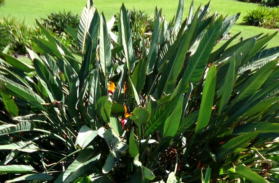 Bermuda (UK) photos number 38 foliage photo