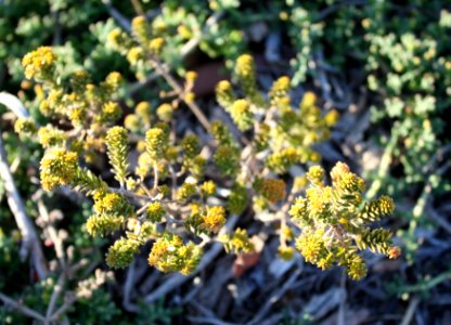 Bergboegoe aniseed scented indigenous herb - Agathosma ciliaris - South Africa 2