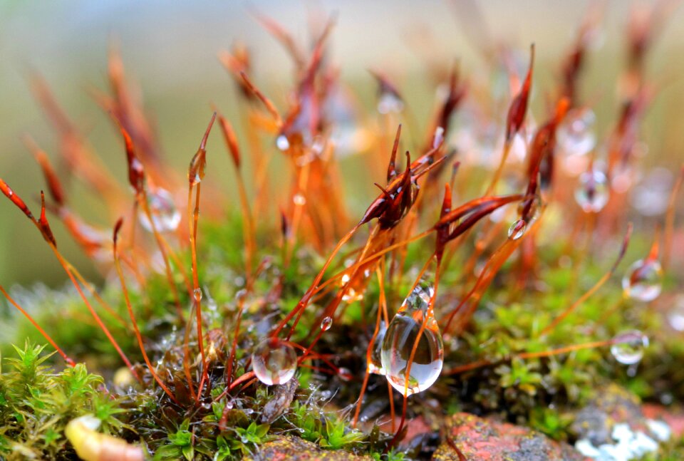 Raindrop water beaded