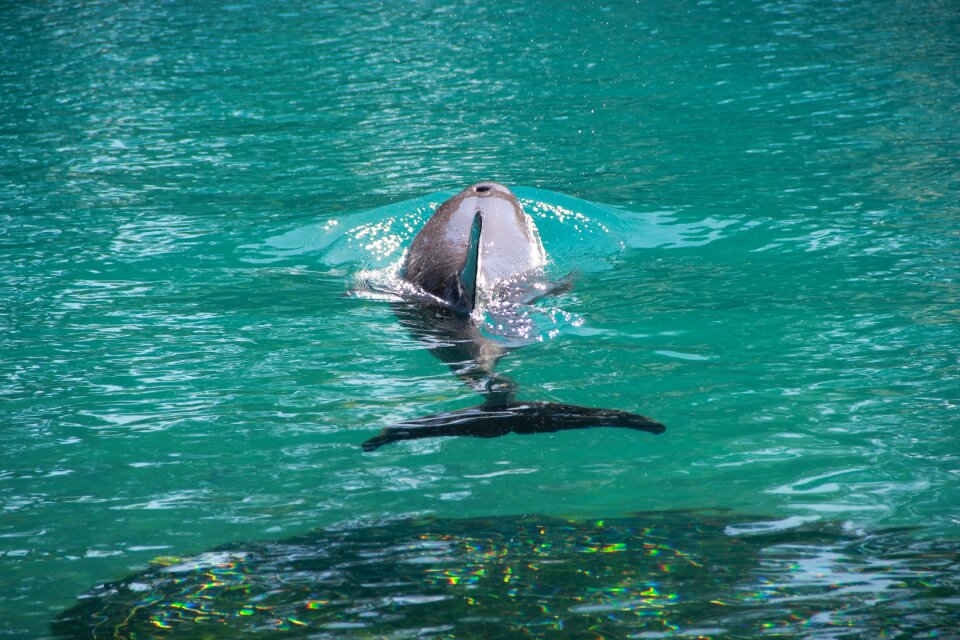 Wildlife ocean water