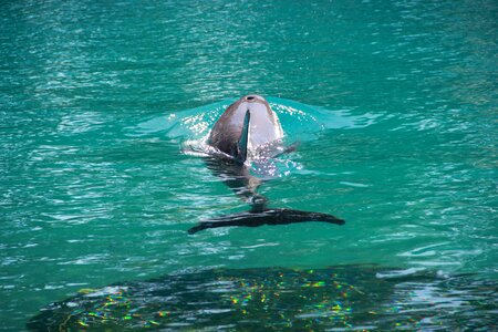 Wildlife ocean water