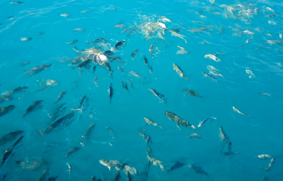 Bermuda (UK) photos number 39 fish feeding frenzy after bagels and bread in water