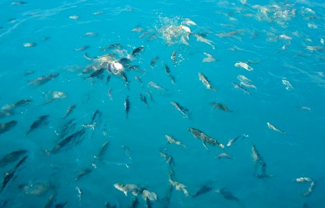 Bermuda (UK) photos number 39 fish feeding frenzy after bagels and bread in water photo