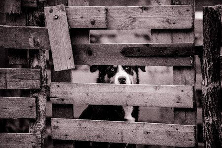 Fence gate pet
