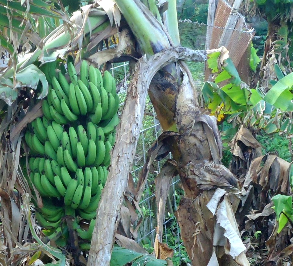 Bermuda (UK) photos number 79 bananas seen from nature trail photo