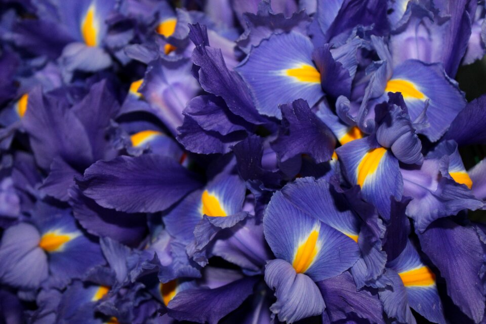 Flower plant garden