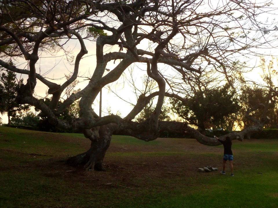 Bermuda (UK) image number 298 tree and woman