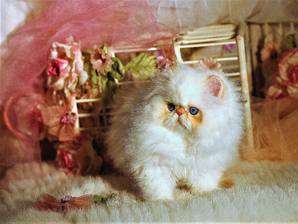 Cat miss nude fitness napoleon