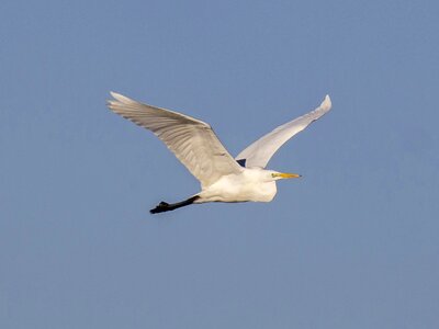 Water bird nature animal photo