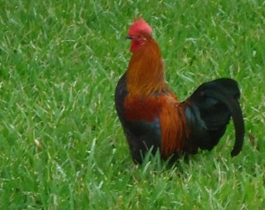 Bermuda (UK) photos number 13 wild rooster photo