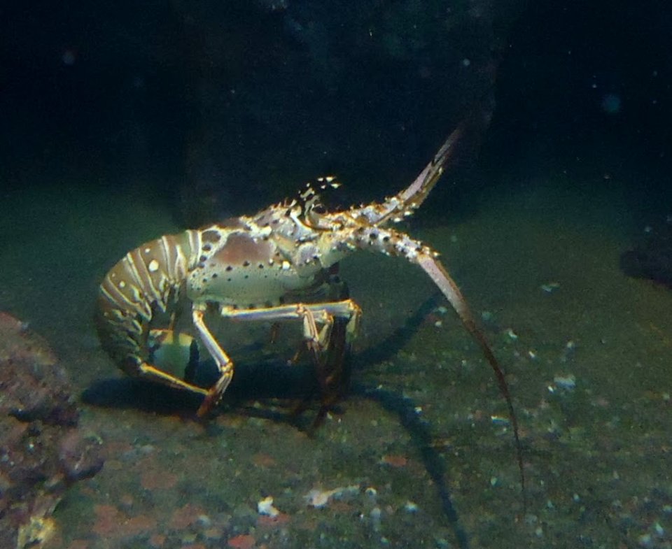 Bermuda (UK) photos number 10 lobster without pincers in aquarium