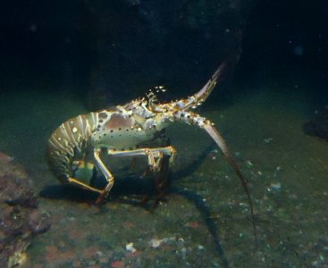 Bermuda (UK) photos number 10 lobster without pincers in aquarium