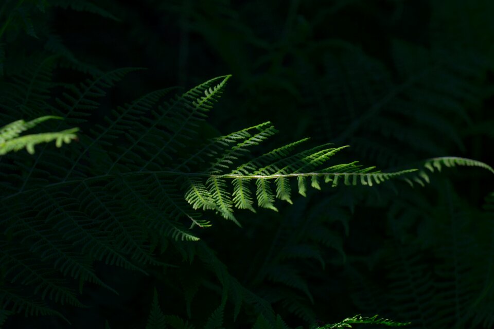Plant forest nature