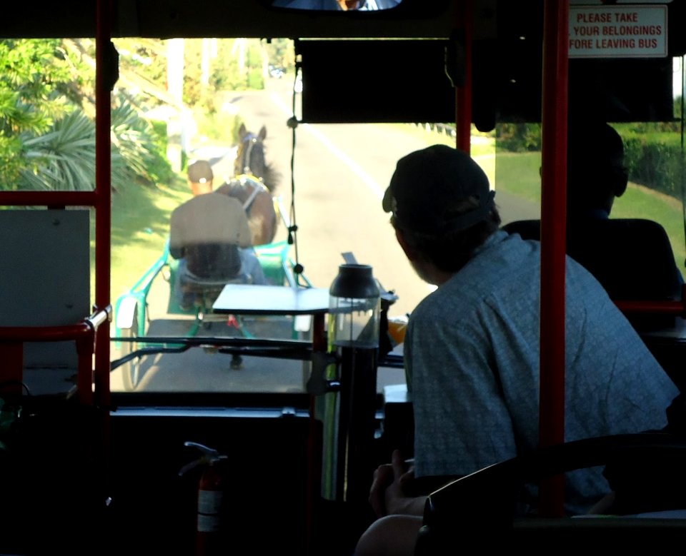 Bermuda (UK) photos number 40 view from bus behind horse and buggy south shore road