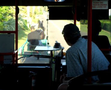 Bermuda (UK) photos number 40 view from bus behind horse and buggy south shore road photo