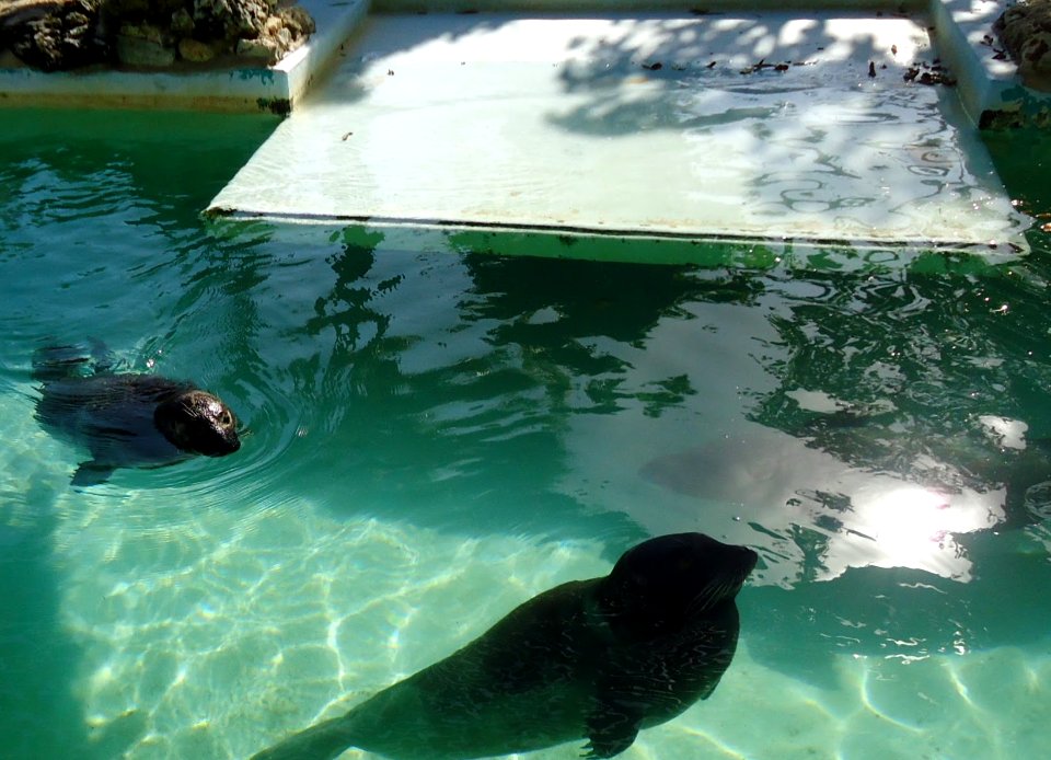 Bermuda (UK) photos number 42 sea lions at aquarium