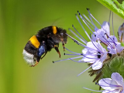 Insect nature animal photo