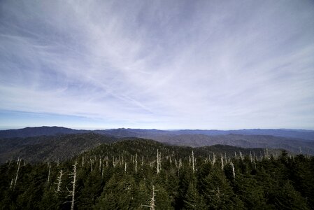 Forest trees landscape