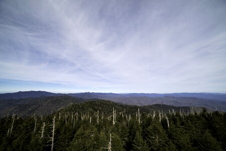 Forest trees landscape photo