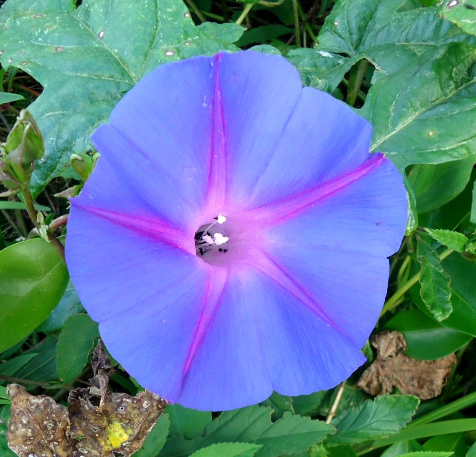 Bermuda (UK) photos number 31 flower with five spines photo