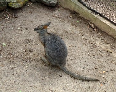 Bermuda (UK) photos number 69 wallaby at zoo photo