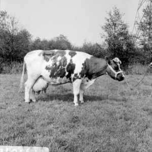 Beroemde koe wordt 20 jaar, Kaatje 5 in de wei te Markelo, Bestanddeelnr 919-1672
