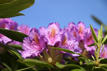 Rhododendron nature garden photo