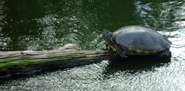Bermuda (UK) photos number 72 turtle or tortoise on a log in aquarium