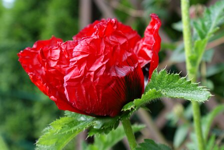 Klatschmohn may red