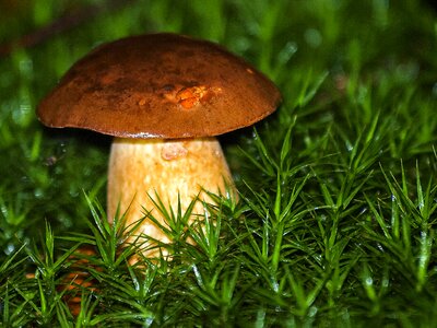 Forest autumn nature