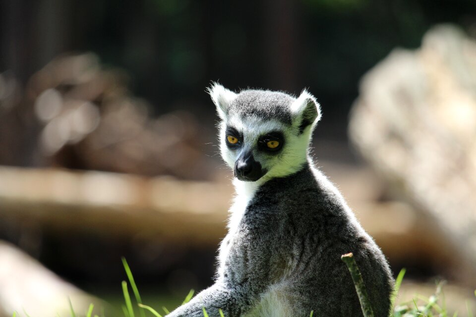 Rintailed lemur money